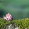 3D puzzle Eugy clownfish - 2/6